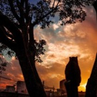 Gimpo-cat